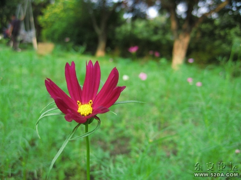 实拍小花