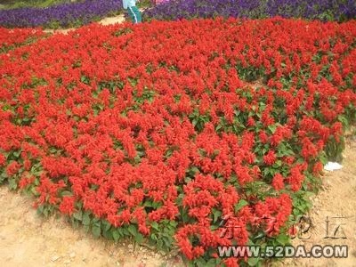 調(diào)整大小 IMG_4568.JPG