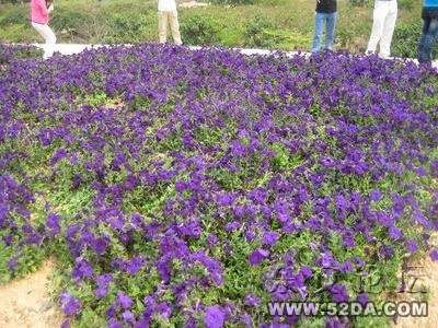調(diào)整大小 IMG_4569.JPG