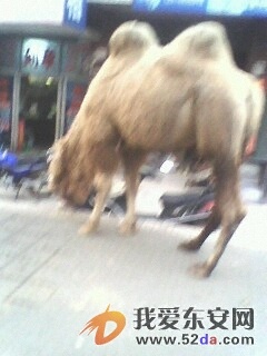 IMG0176A.jpg