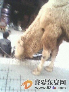 IMG0177A.jpg