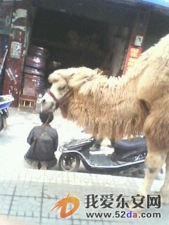 IMG0178A.jpg