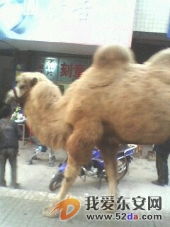 IMG0179A.jpg