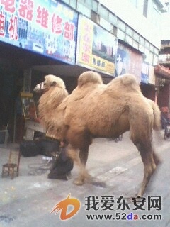 IMG0181A.jpg