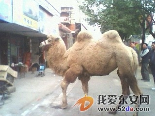 IMG0182A.jpg