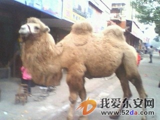 IMG0183A.jpg