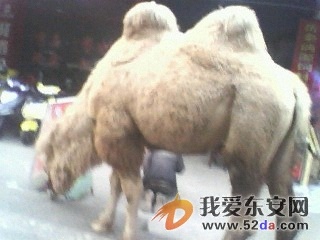 IMG0184A.jpg