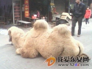 IMG0185A.jpg