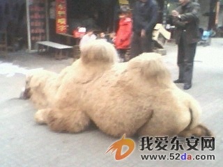 IMG0186A.jpg
