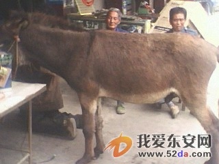IMG0191A.jpg