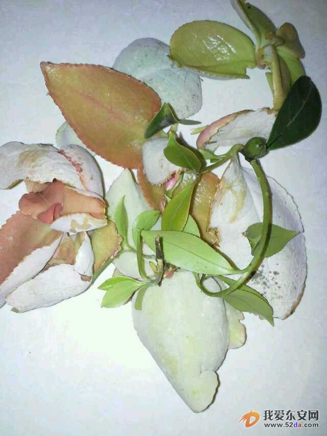 懷念家鄉(xiāng)的山茶片……