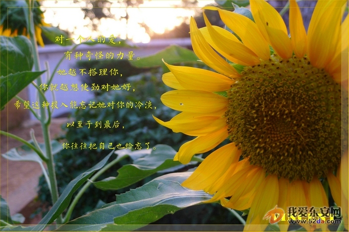 對(duì)你的愛(ài) 忘了自己_1.JPG