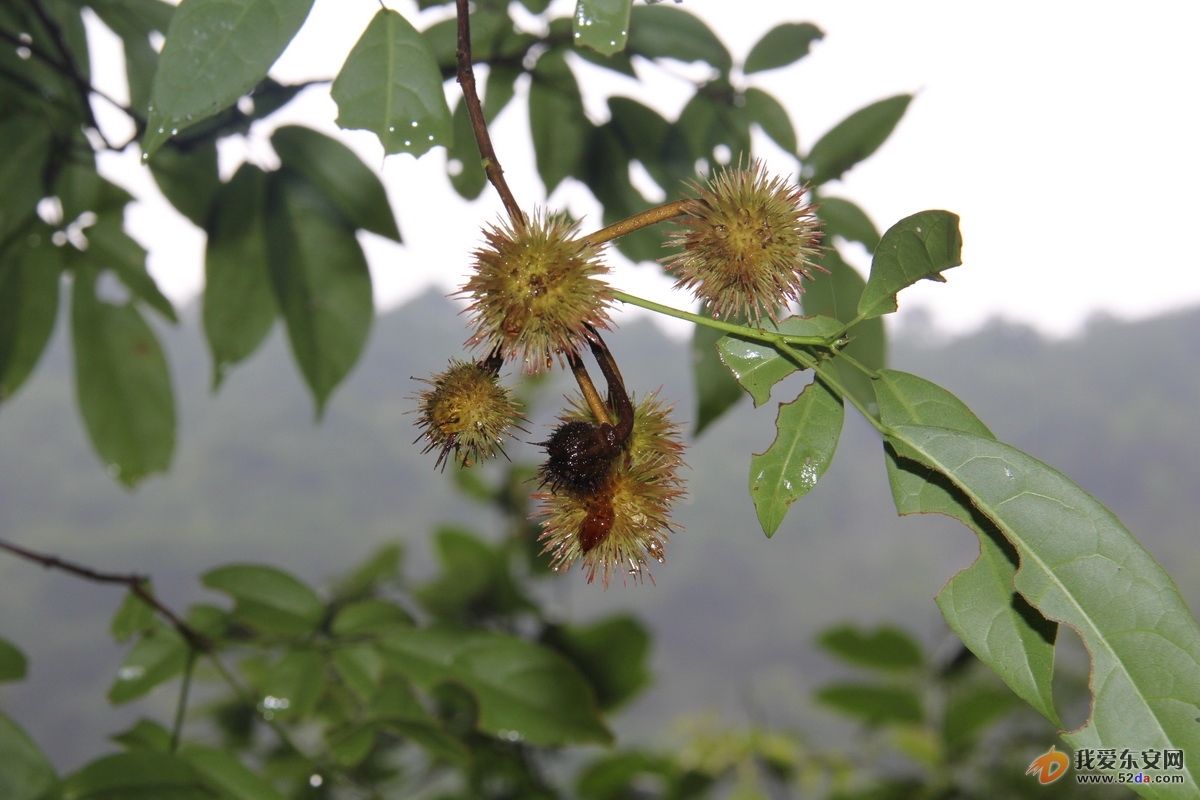 IMG_0903_調(diào)整大小.JPG