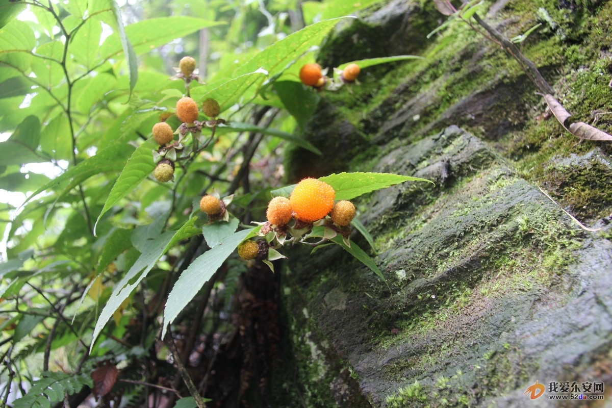 IMG_1012_調(diào)整大小.JPG