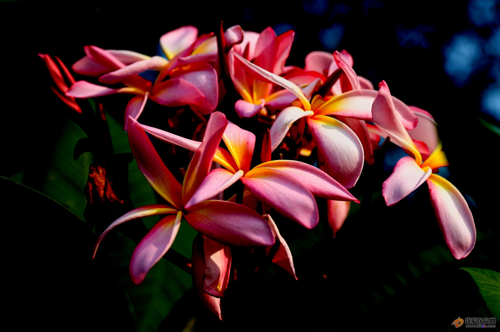DSC_3921.jpg