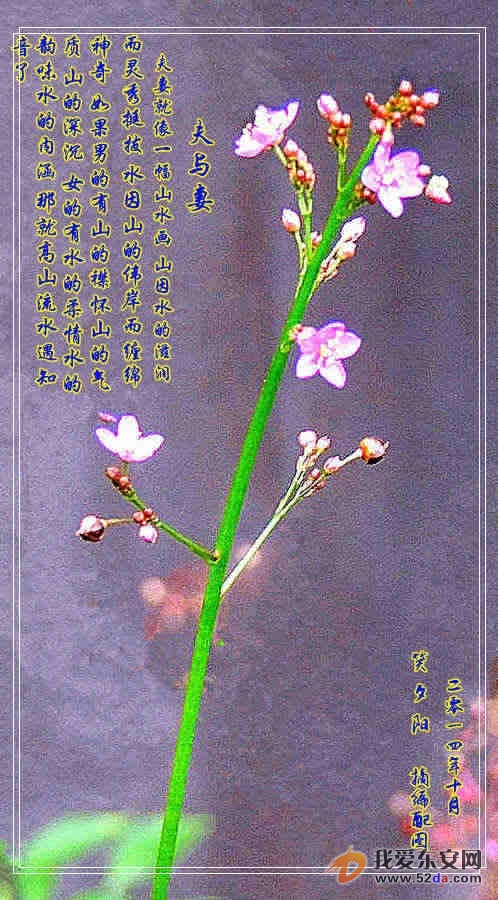 夫與妻.jpg