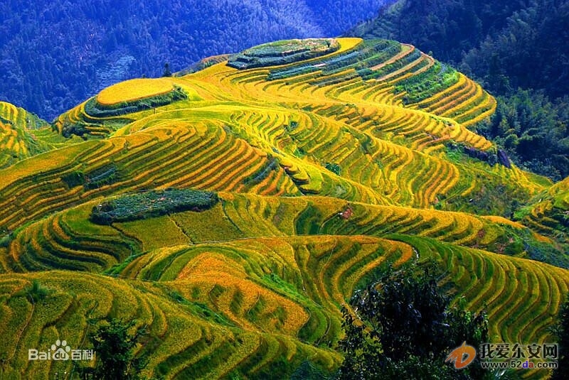 龍脊梯田.jpg