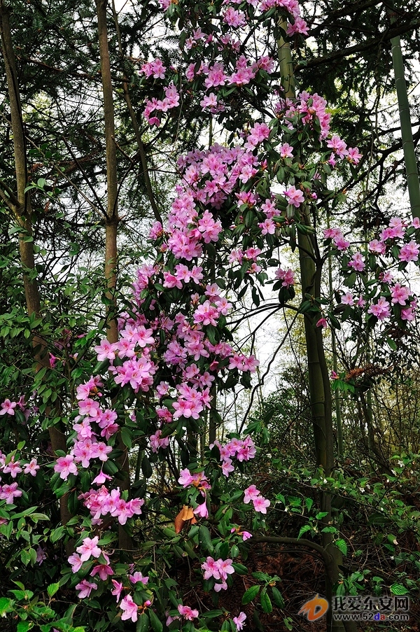 1、杜鹃花开，笑脸迎宾--唐明登摄.jpg