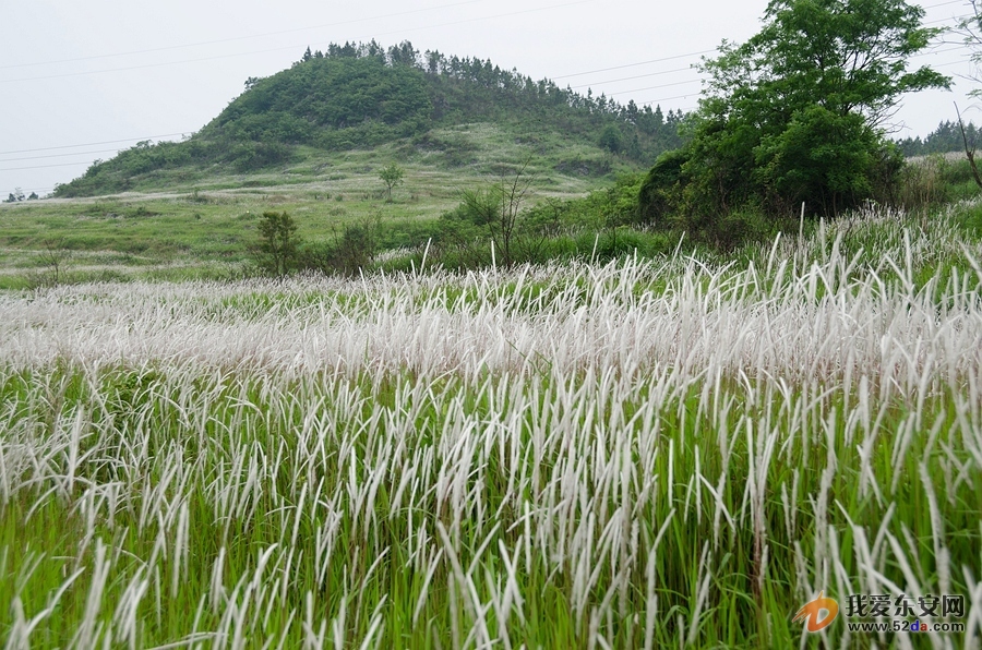 漫天遍野盛开的茅草花海，犹如“五月飞雪”