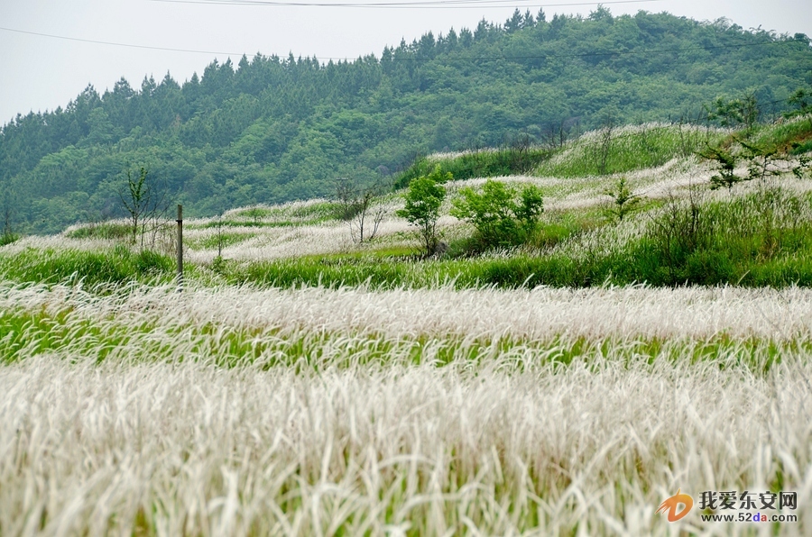 五月，茅草花盛开，大地银装素裹，仿佛懈逅一场“雪景”