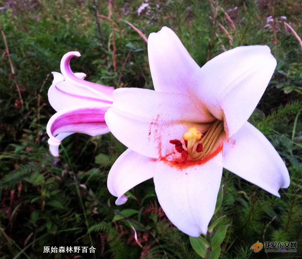 原始森林野百合.jpg
