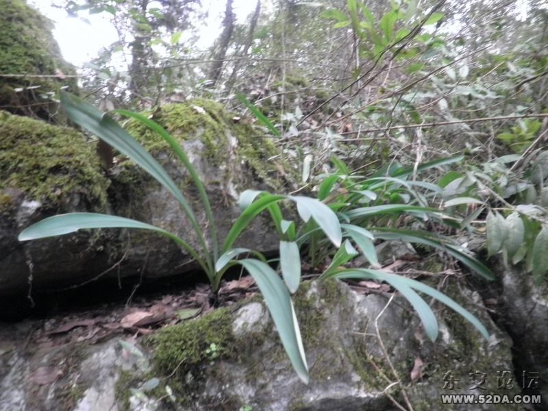 石蒜，見過沒