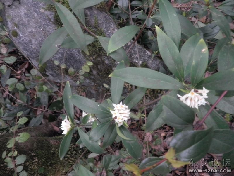 癢癢花，碰了會癢哦