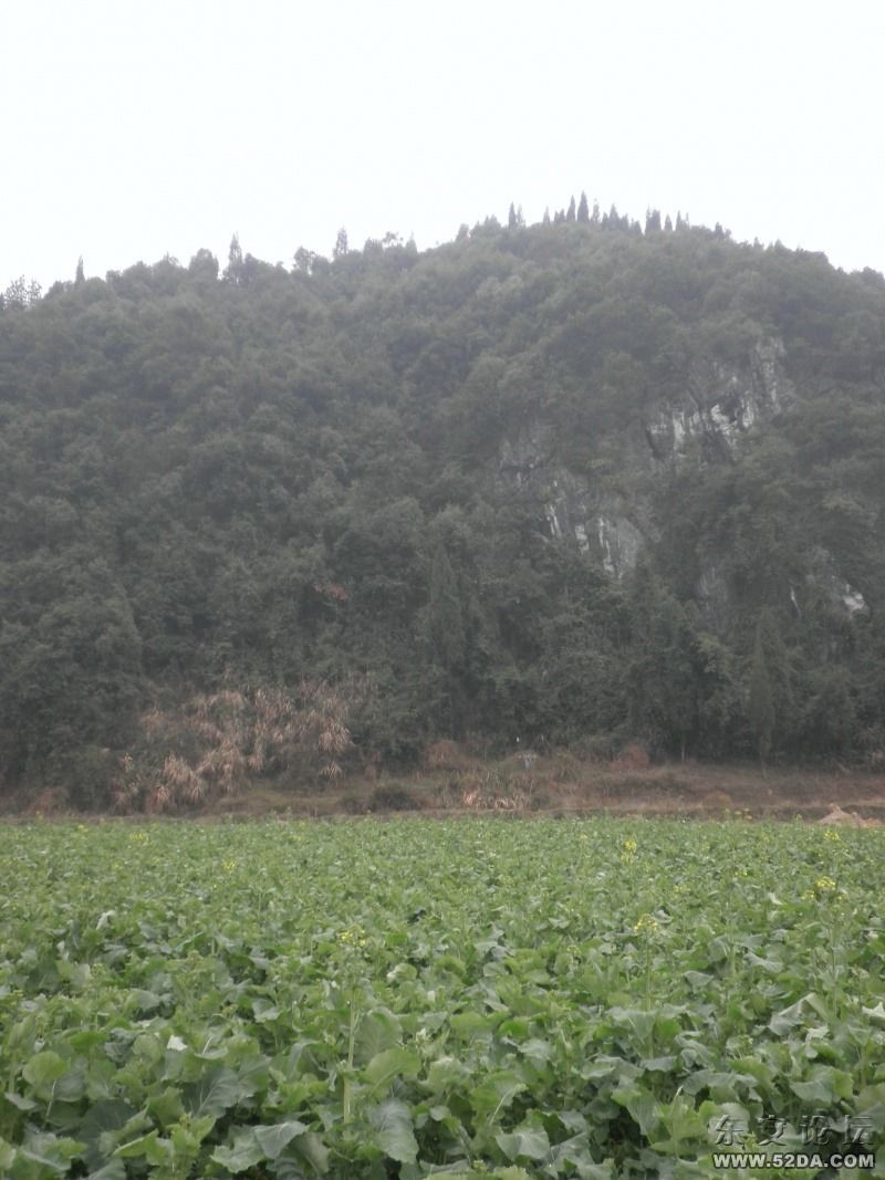 岸邊的油菜，還未開花