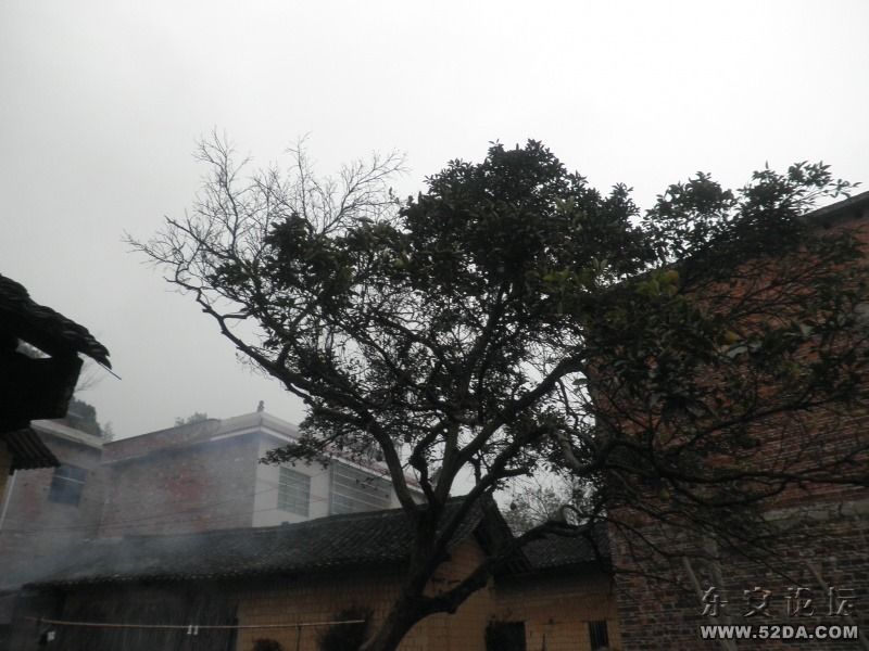 柚子樹
