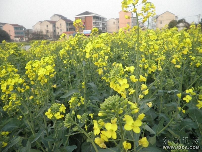 菜地