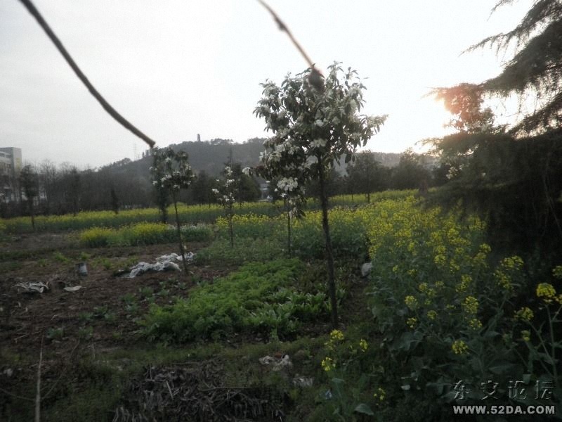 某廠區(qū)內(nèi)的油菜花
