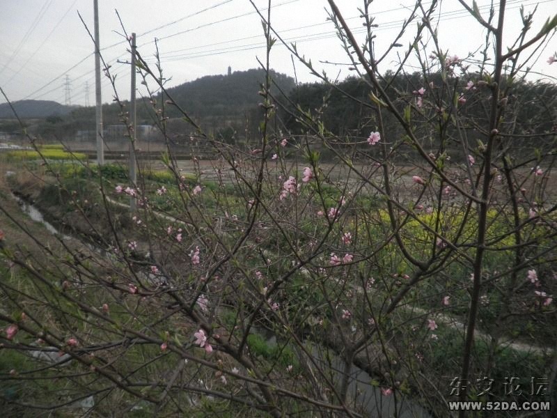 三月桃花開