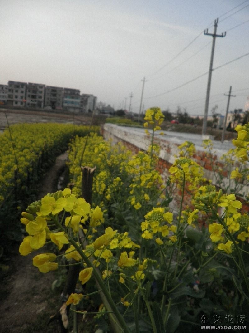 油菜花