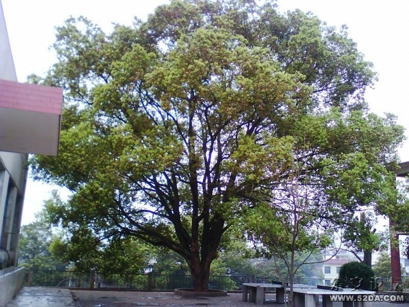IMG0351A.jpg